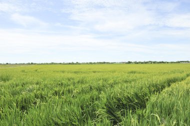 yeşil alan tarlasında