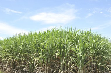 mavi gökyüzünde kamışı