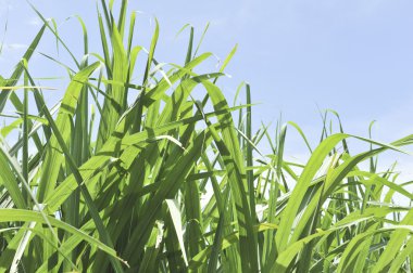 mavi gökyüzünde kamışı