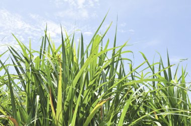 mavi gökyüzünde kamışı