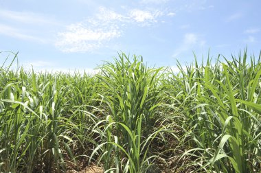 mavi gökyüzünde kamışı