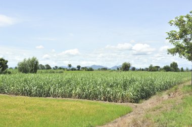 yeşil alana kamışı