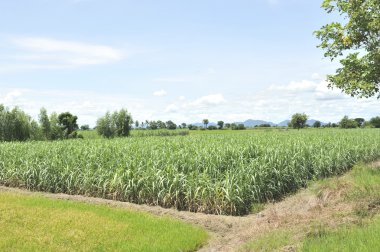 yeşil alana kamışı