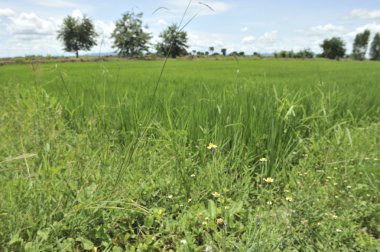 yeşil alan tarlasında