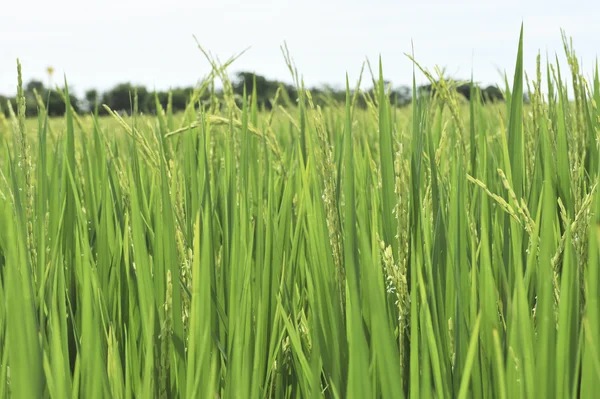 Ear of paddy  in green field — Stock Photo, Image
