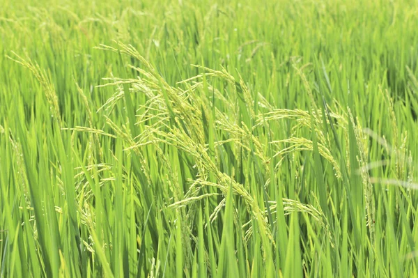 Ear of paddy  in green field — Stock Photo, Image