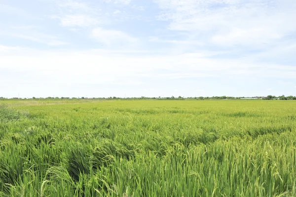 Maisfeld auf der grünen Wiese — Stockfoto