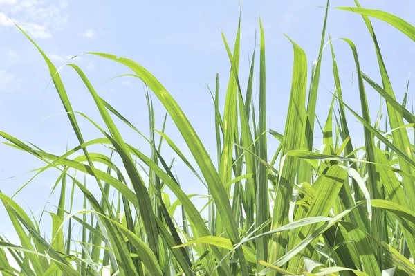 Cane in blue sky — Stock Photo, Image