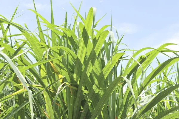 Cane in blue sky — Stock Photo, Image