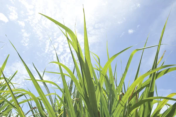 Cane in blue sky — Stock Photo, Image