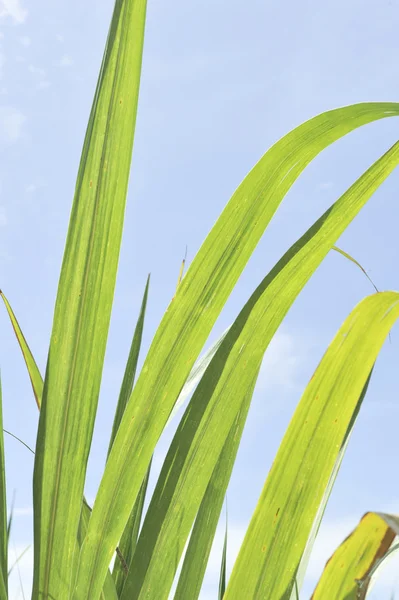 Cane in blue sky — Stock Photo, Image