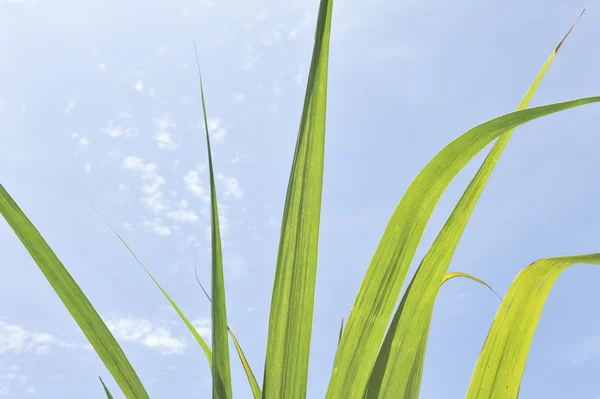 Cane in blue sky — Stock Photo, Image