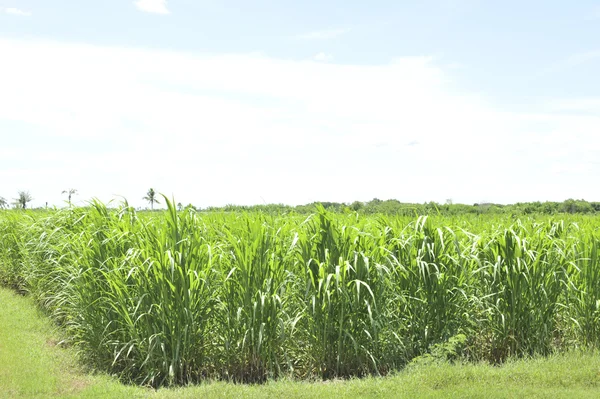 Caña en campo verde —  Fotos de Stock