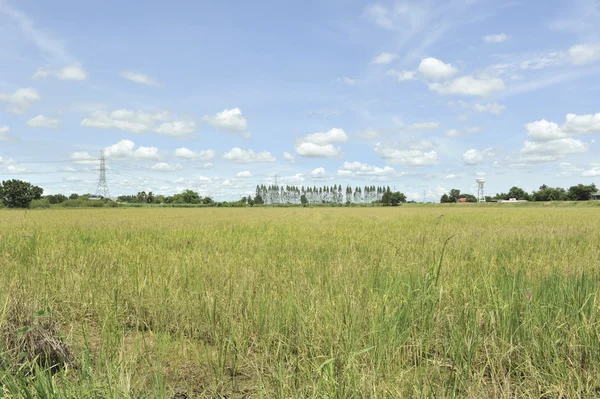 Cornfield in groene veld — Stockfoto