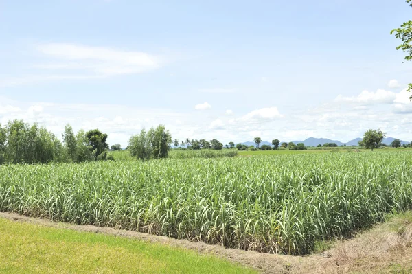 Cane in groene veld — Stockfoto