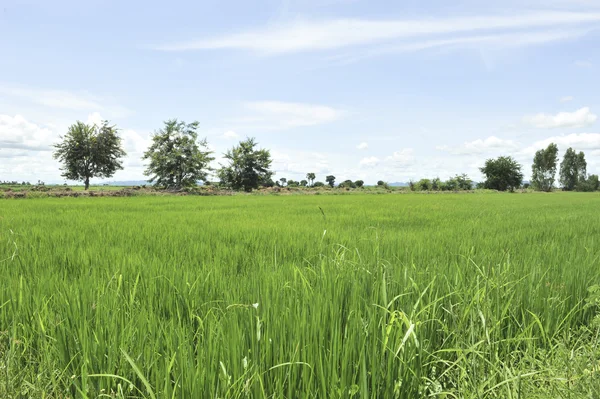 Maizal en campo verde —  Fotos de Stock