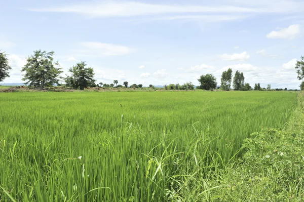 Cornfield in groene veld — Stockfoto
