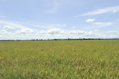 Mavi gökyüzü tarlasında