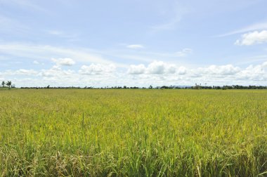Mavi gökyüzü tarlasında