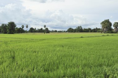 Mavi gökyüzü tarlasında