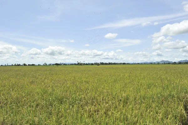 Campo de maíz en el cielo azul —  Fotos de Stock