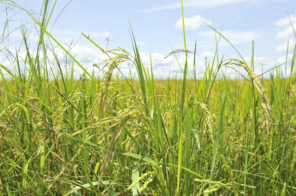 Ear of paddy in blue sky — Stock Photo, Image