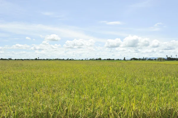Oreja de arroz en el cielo azul —  Fotos de Stock
