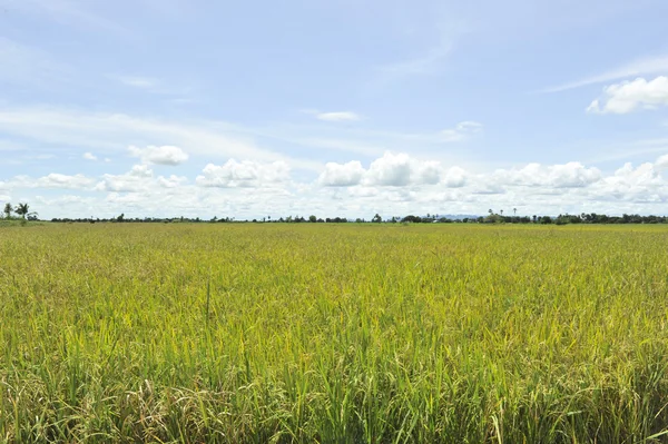 Mavi gökyüzü tarlasında