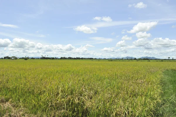 Campo de maíz en el cielo azul —  Fotos de Stock