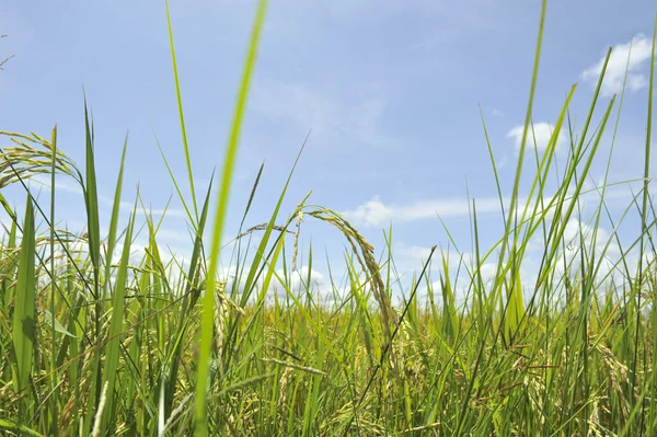 Cane in blue sky — Stock Photo, Image