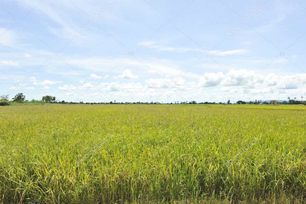 cornfield in blue sky