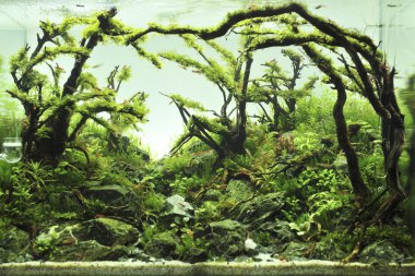 akvaryum dekorasyonu güzel arka planda