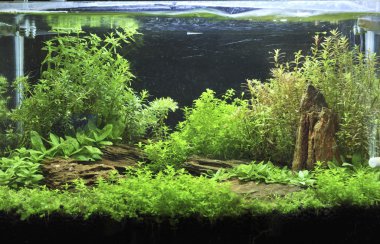 akvaryum dekorasyonu güzel arka planda