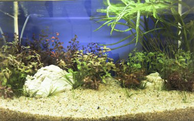 akvaryum dekorasyonu güzel arka planda