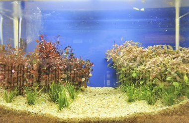 akvaryum dekorasyonu güzel arka planda