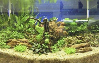 akvaryum dekorasyonu güzel arka planda