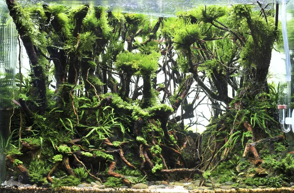 Akvarium dekoration i vacker bakgrund — Stockfoto