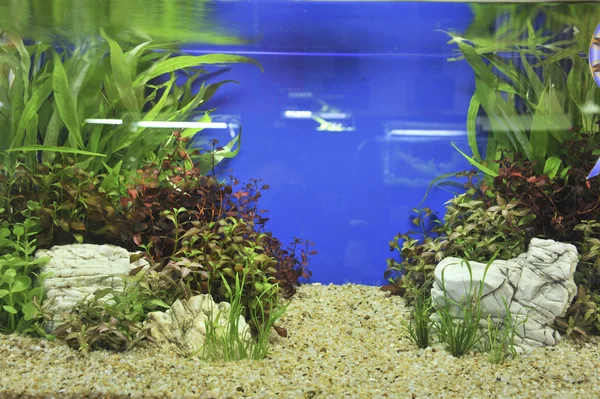 Aquarium-Dekoration vor schönem Hintergrund — Stockfoto