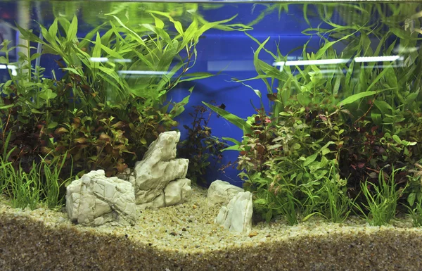 Aquarium-Dekoration vor schönem Hintergrund — Stockfoto