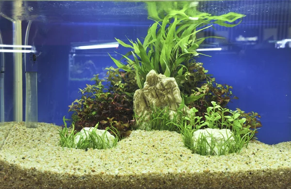 Décoration d'aquarium dans un beau fond — Photo