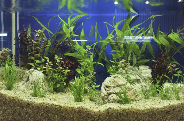 Aquarium decoratie in mooie achtergrond — Stockfoto