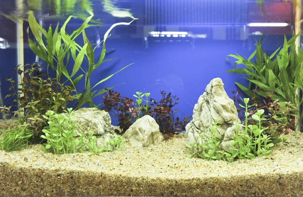 Decorazione dell'acquario in bellissimo sfondo — Foto Stock