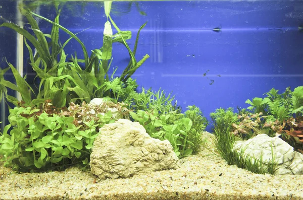 Décoration d'aquarium dans un beau fond — Photo