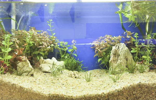 Aquarium decoratie in mooie achtergrond — Stockfoto