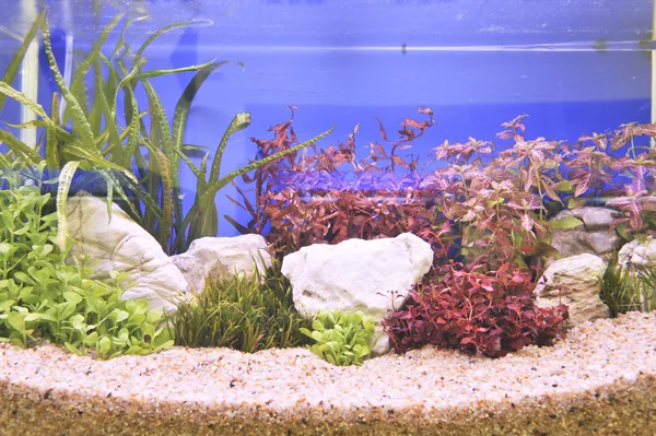Aquarium decoratie in mooie achtergrond — Stockfoto