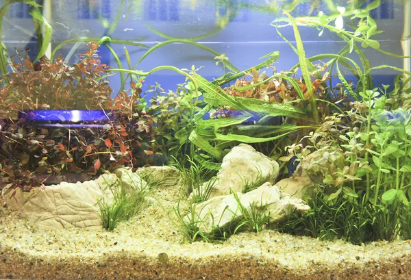 Aquarium decoration in beautiful background — Stock Photo, Image