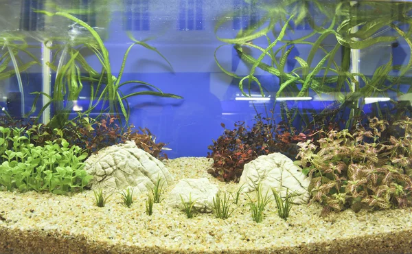 Aquarium decoratie in mooie achtergrond — Stockfoto