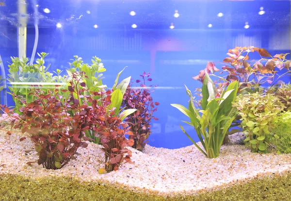 Оформление аквариума на красивом фоне — стоковое фото