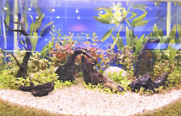 Decoração do aquário em belo fundo — Fotografia de Stock