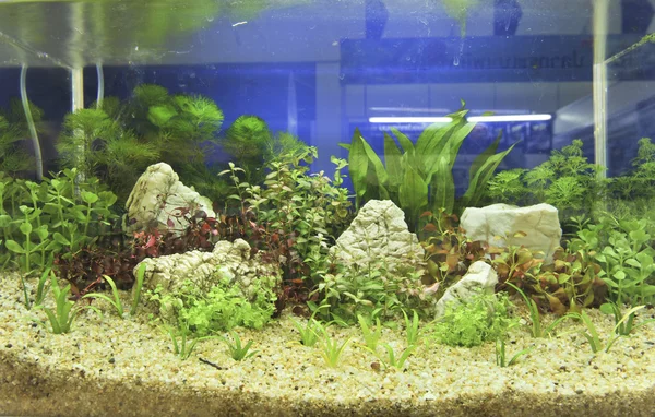 Прикраса акваріума на красивому фоні — стокове фото